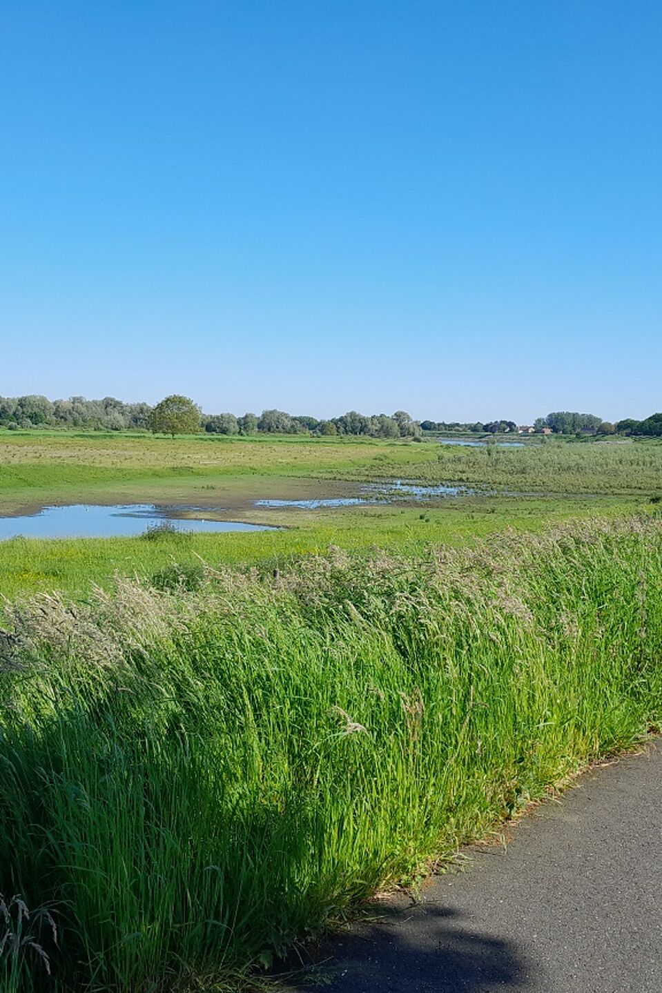 Überflutungsflächen an der Maas Überflutungsflächen an der Maas
